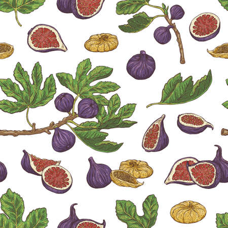 Seamless repeatable pattern with fig plant parts sketch vector illustration.のイラスト素材
