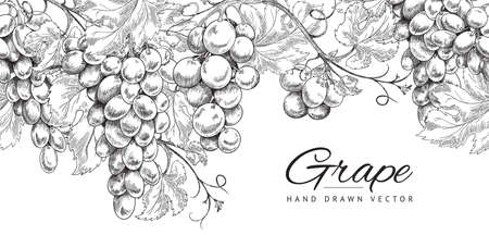 Seamless horizontal pattern or border with grapes hand drawn. Vector sketch illustration isolated on white background.の写真素材
