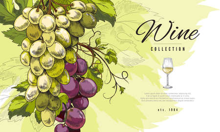 Wine banner or label with bunch of grape hand drawn vector illustration.のイラスト素材