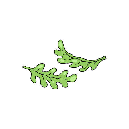 Rucola or arugula green fresh leaves sketch vector illustration isolated.のイラスト素材