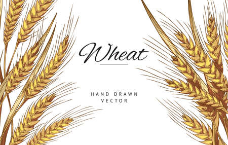 Vintage background or banner with ears of wheat, engraving vector illustration.のイラスト素材
