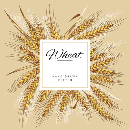 Banner background with wheat and blank label, sketch vector illustration.のイラスト素材