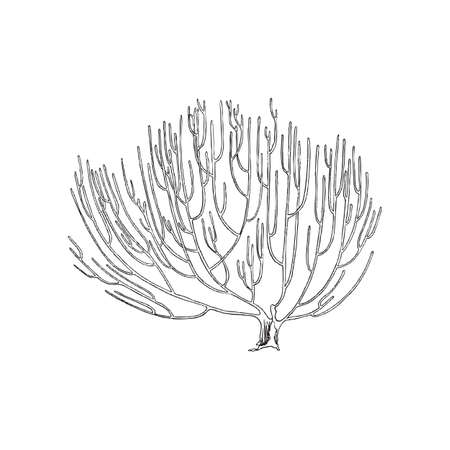 Coral reef element in engraved sketch style, vector illustration isolated on white background.のイラスト素材