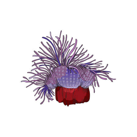 Ocean coral reef plant or underwater flower, vector illustration isolated.のイラスト素材
