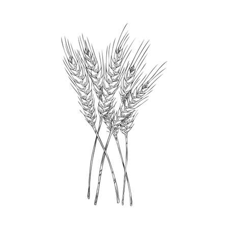 Sheaf of wheat plant, hand drawn etched engraving vector illustration isolated.のイラスト素材