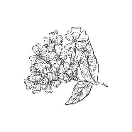Verbena or Verbenaceae tropical flower plant vector sketch. Vervain blossom branch hand drawn illustration.のイラスト素材