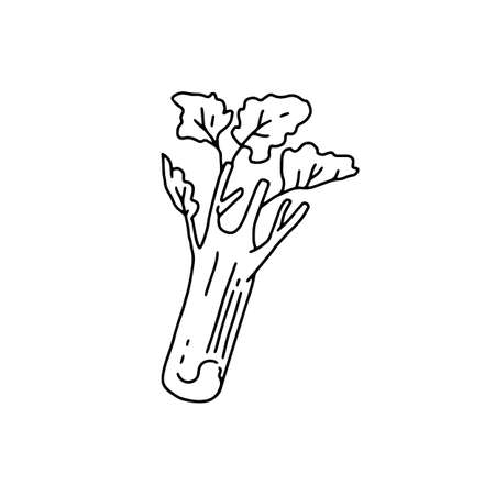Celery stalk with leaves hand drawn sketch style vector illustration isolated.のイラスト素材