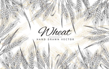 Rectangular frame with hand drawn wheat spikelets in sketch vector illustrationのイラスト素材