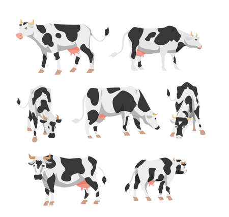 Set of Holstein cows for livestock farm in flat vector illustration isolatedのイラスト素材