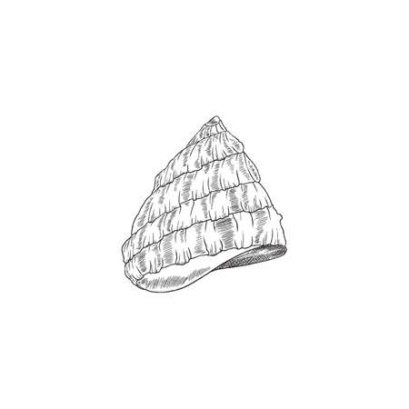 Sea shell in cone shape, engraving vintage style vector illustration isolated.のイラスト素材