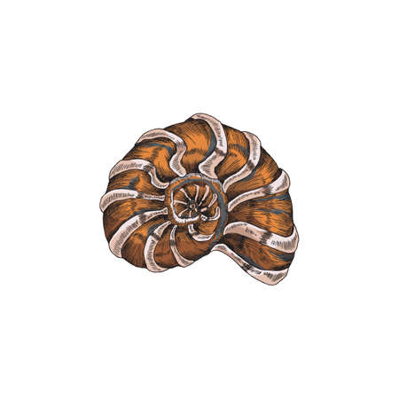 Spiral sea shell curved shape, engraving vintage vector illustration isolated.のイラスト素材