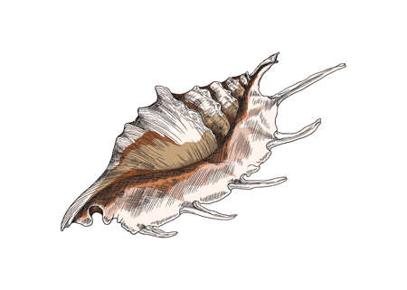 Exotic tropical ocean seashell, engraving vintage vector illustration isolated.のイラスト素材