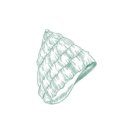 Seashell for sea snail in engraved sketch style, vector illustration isolated on white background.のイラスト素材