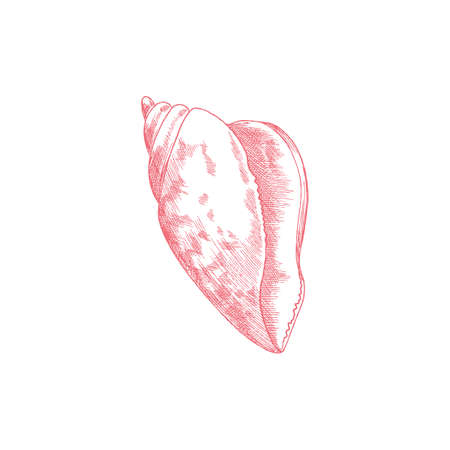 Engraved sea shell in hand drawn sketch style, vector illustration isolated on white background.のイラスト素材
