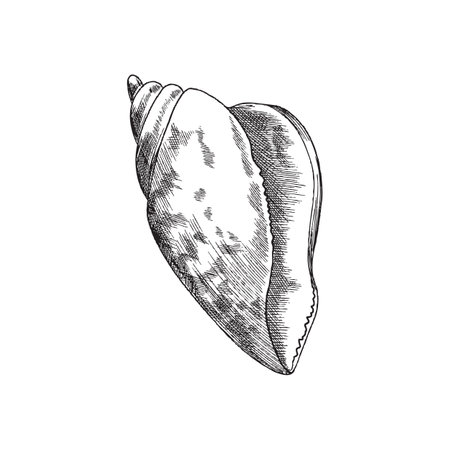 Mollusk seashell black line icon, engraving vector illustration isolated.のイラスト素材