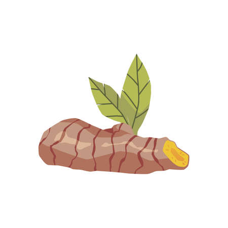 Turmeric sliced orange root, with green leaf, cartoon realistic vector illustration. Turmeric plant root, side view.のイラスト素材