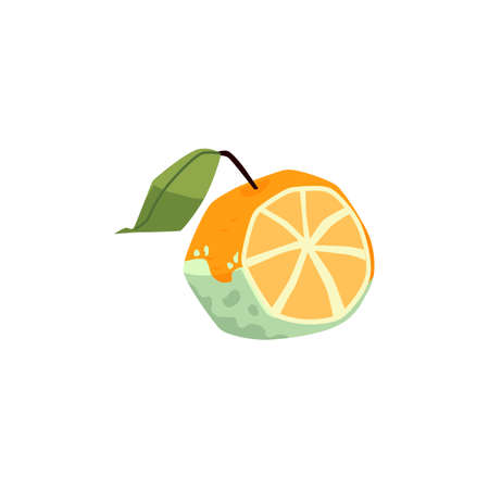 Half rotten orange with fungi, mildew in flat vector illustration isolatedのイラスト素材