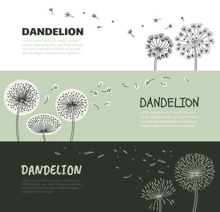 Airy, fluffy, light dandelions with flying seeds in wind in vector illustrationのイラスト素材