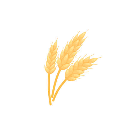 Gold Barley grain icon. Wheat bread plant, realistic color sketch. Rye or malt ear spike, isolated on white background.のイラスト素材