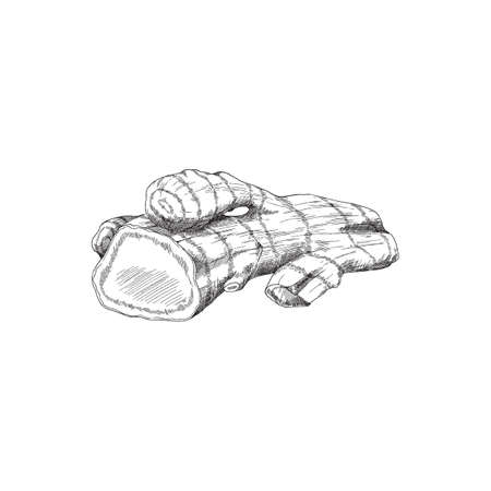 Ginger root sketch vector drawing. Cut turmeric root, engraved hand drawn illustration. Vintage drawing.のイラスト素材