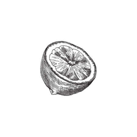 Citrus hand drawn sketch. Lemon vintage engrave vector illustration. Woodcut lime drawing, lemonade design.のイラスト素材