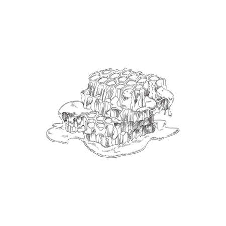 Honeycomb in hand drawn monochrome sketch style, vector illustration isolated on white background.のイラスト素材