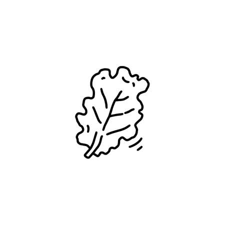 Lettuce salad leaf single icon, hand drawn doodle vector illustration isolated.のイラスト素材