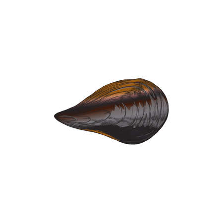 Mussel shell valve top view hand drawn sketch vector illustration isolated.