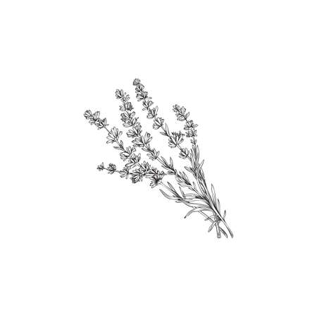 Lavender botanical hand drawn plant engraving vector illustration isolated.のイラスト素材