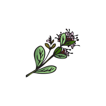 Marjoram cosmetic and medical plant, hand drawn vector illustration isolated.のイラスト素材