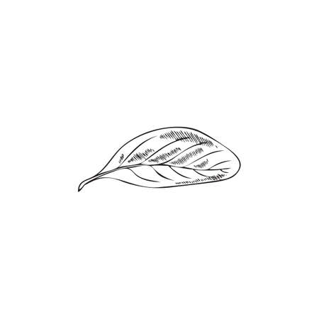 Marjoram or basil leaf, fresh food seasoning - sketch vector illustration isolated on white background.のイラスト素材