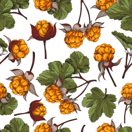 Cloudberry seamless pattern background hand drawn color vector illustration.の写真素材