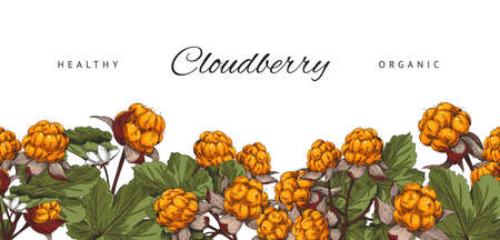 Organic cloudberry banner with hand drawn food elements, sketch vector illustration on white background.の写真素材