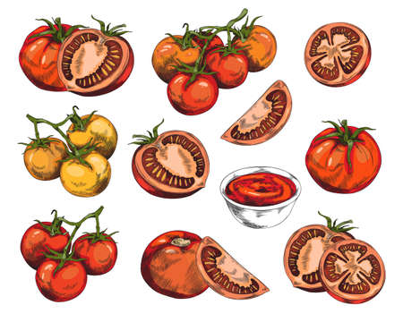 Set of different hand drawn tomatoes and sauce sketch styleのイラスト素材