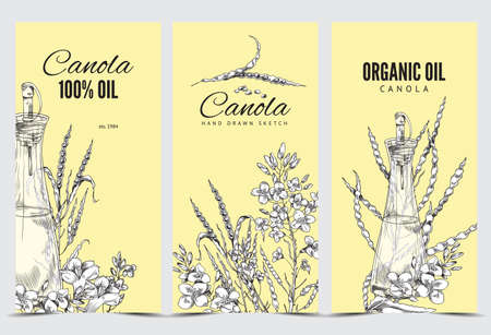 Canola vertical poster set, vector flat illustration. Blooming canola, drawing on a banner.のイラスト素材