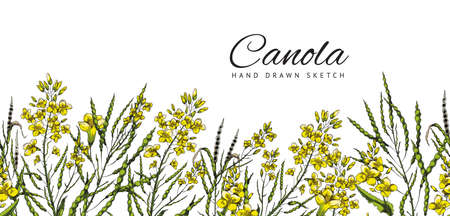 Canola plant botanical seamless border hand drawn vector illustration isolated.のイラスト素材