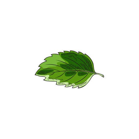 Melissa or peppermint green single leaf sketch vector illustration isolated.のイラスト素材