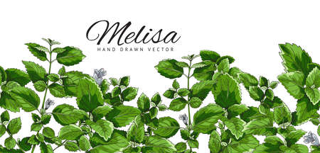 Poster, template with a green branch, melissa leaf, botanical vector illustration, hand-drawn.のイラスト素材
