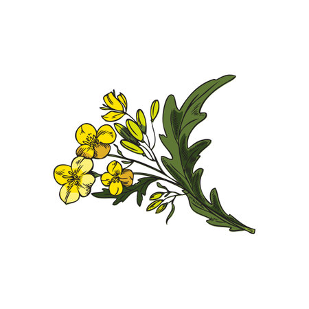 Mustard plant branch with yellow flowers, engraving vector illustration isolated.のイラスト素材