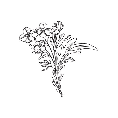 Hand drawn mustard plant sketch style, vector illustrationのイラスト素材