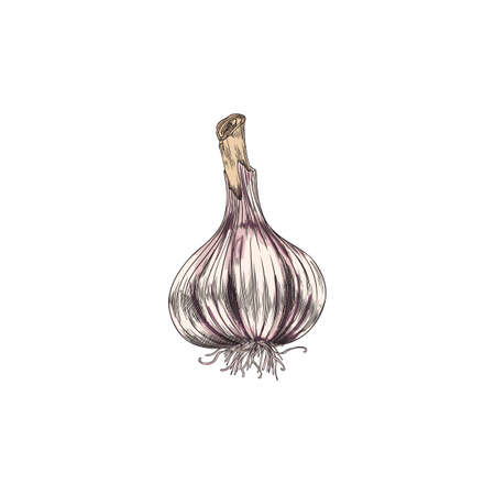 Garlic whole single bulb hand drawn sketch vector illustration isolated on white.のイラスト素材