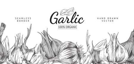 Garlic seamless border or frame, hand drawn sketch vector illustration isolated.のイラスト素材
