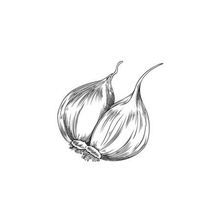 Garlic cloves hand drawn monochrome hand drawing sketch vector isolated.のイラスト素材