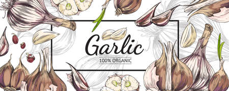 Garlic banner backdrop, hand drawn sketch style colored vector illustration.のイラスト素材