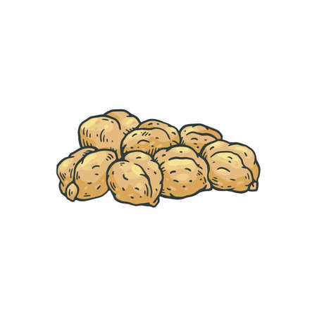 Chickpea legume plant fruits or seeds, sketch vector illustration isolated.のイラスト素材