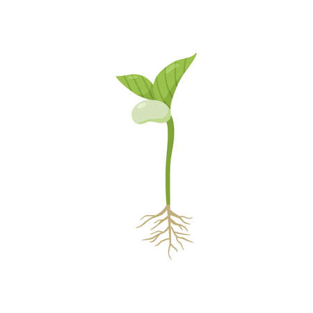 Germination process with kidney bean, roots and first leaves, flat vector illustration isolated on white background.のイラスト素材
