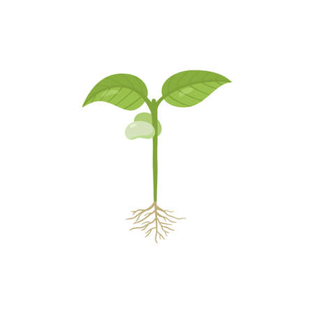 Bean sprout with roots and first leaves, flat vector illustration isolated.のイラスト素材