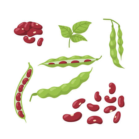 Set of pods of red bean leaves isolated on white background. Vector flat illustration of collection of bean elements for packaging design of healthy and fresh food.のイラスト素材
