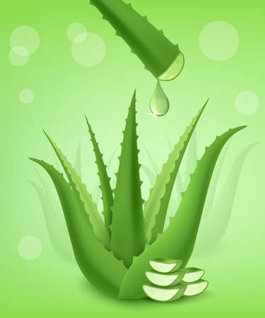Aloe vera green cactus plant. Aloe gel droplet from juicy leaf, realistic vector illustration. Skincare package design.のイラスト素材