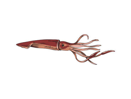 Hand drawn colored squid sketch style, vector illustration